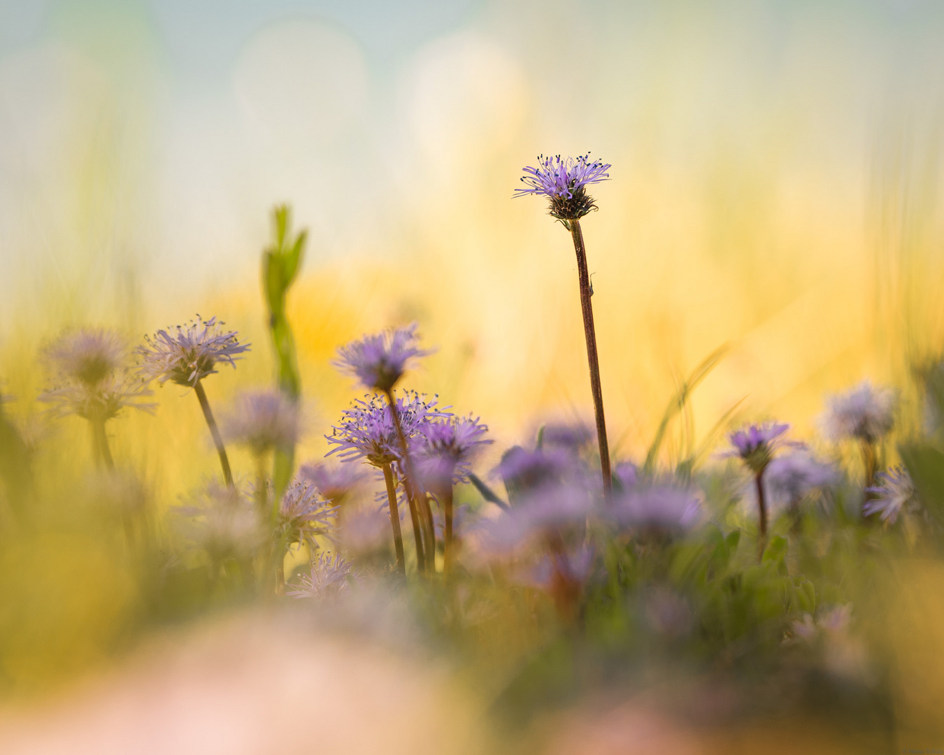 Herzblättrige Kugelblume-0443