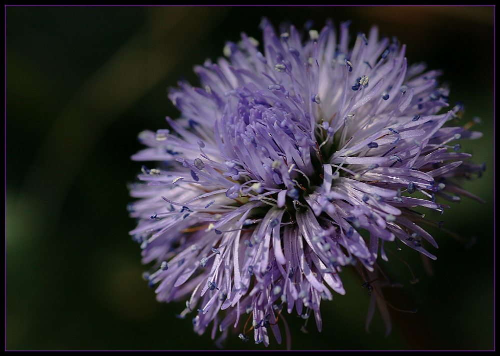 Herzblättrige Kugelblume