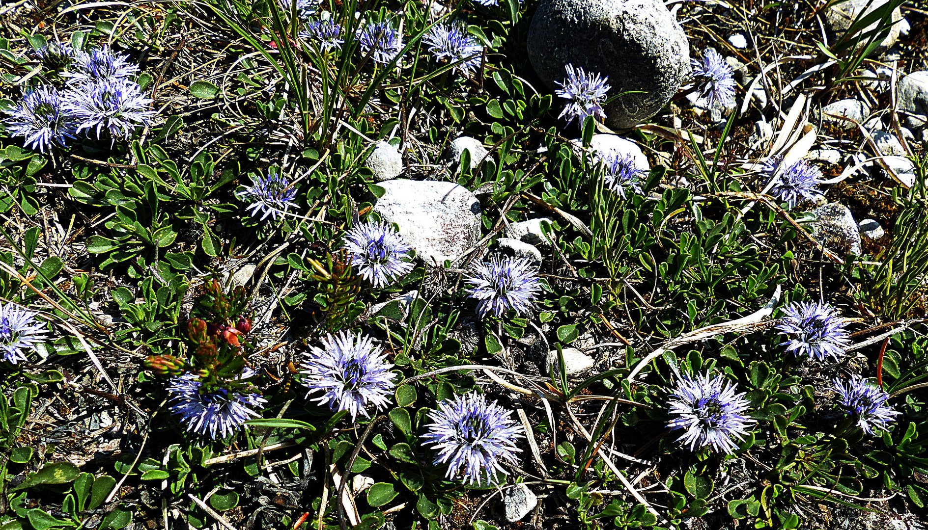 Herzblättrige Kugelblume