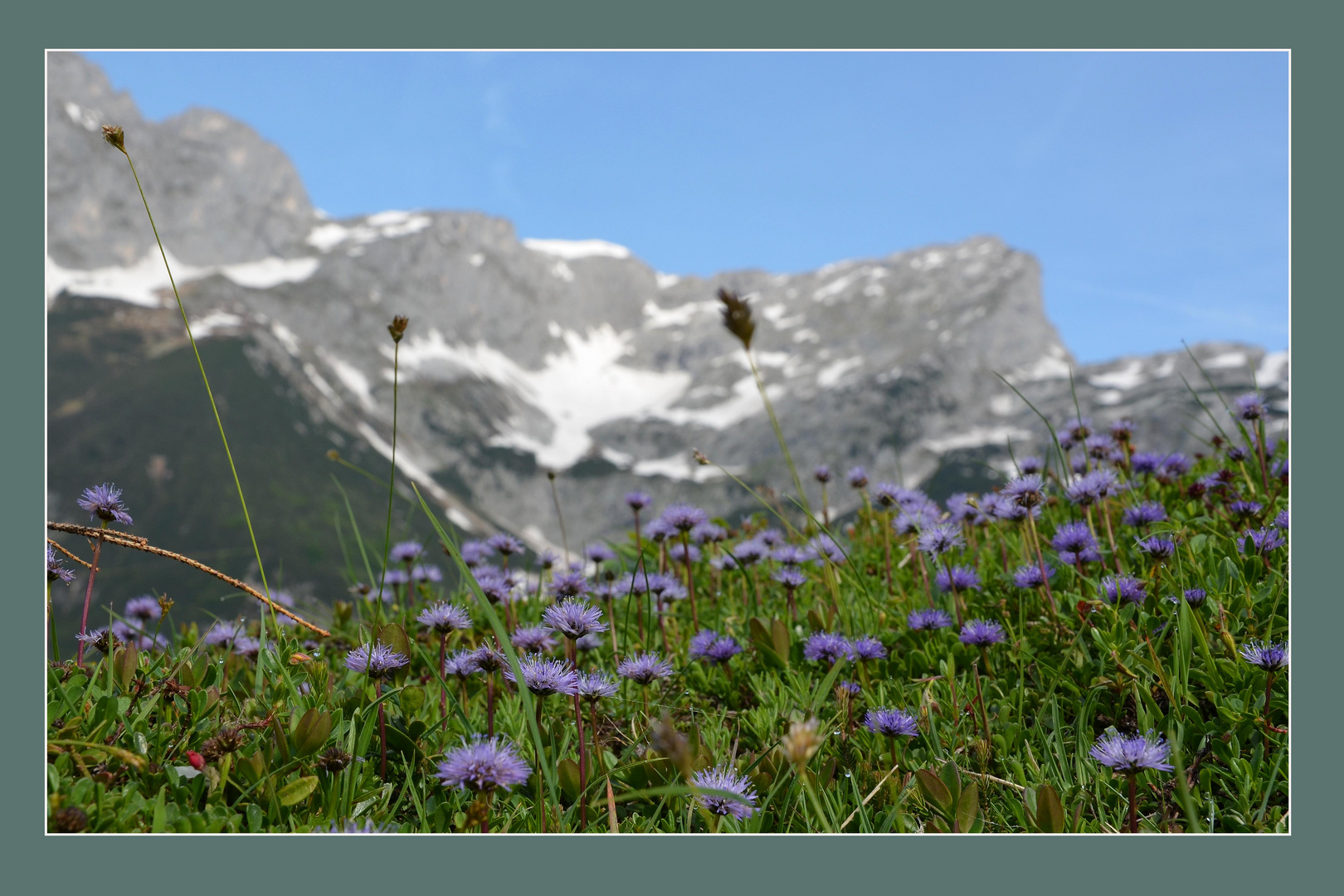 Herzblättrige Kugelblume -