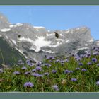 Herzblättrige Kugelblume -