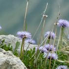 Herzblättrige Kugelblume