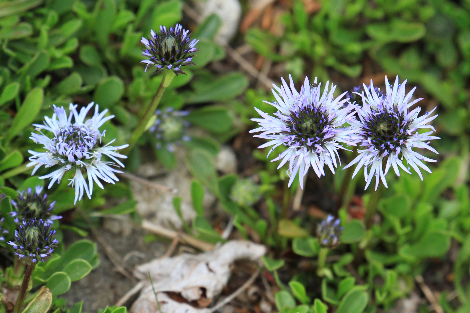 Herzblättrige Kugelblume