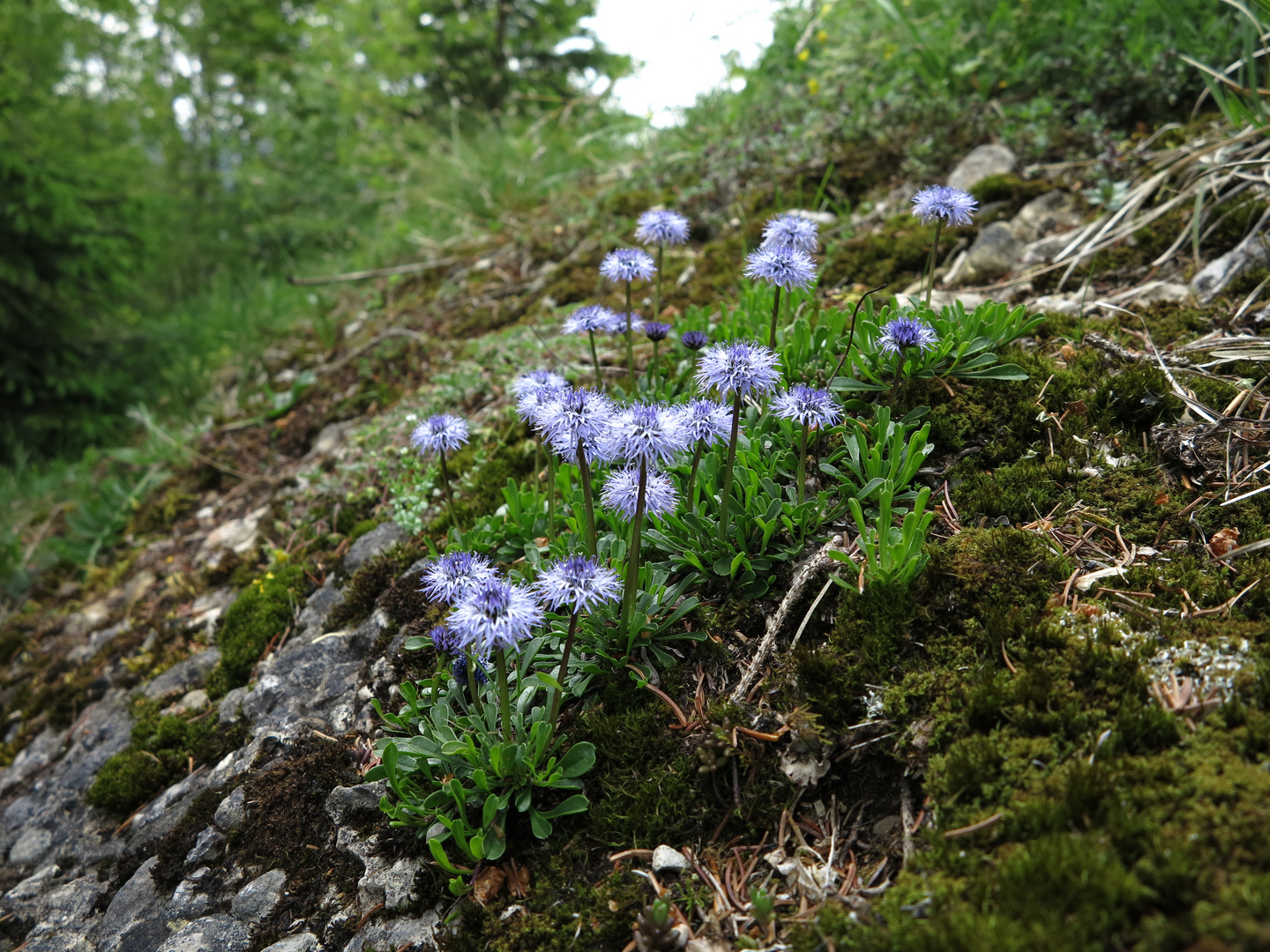 Herzblättrige Kugelblume