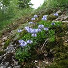 Herzblättrige Kugelblume