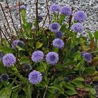 Herzblättrige Kugelblume-Globularia cordifolia...