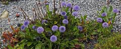 Herzblättrige Kugelblume-Globularia cordifolia...