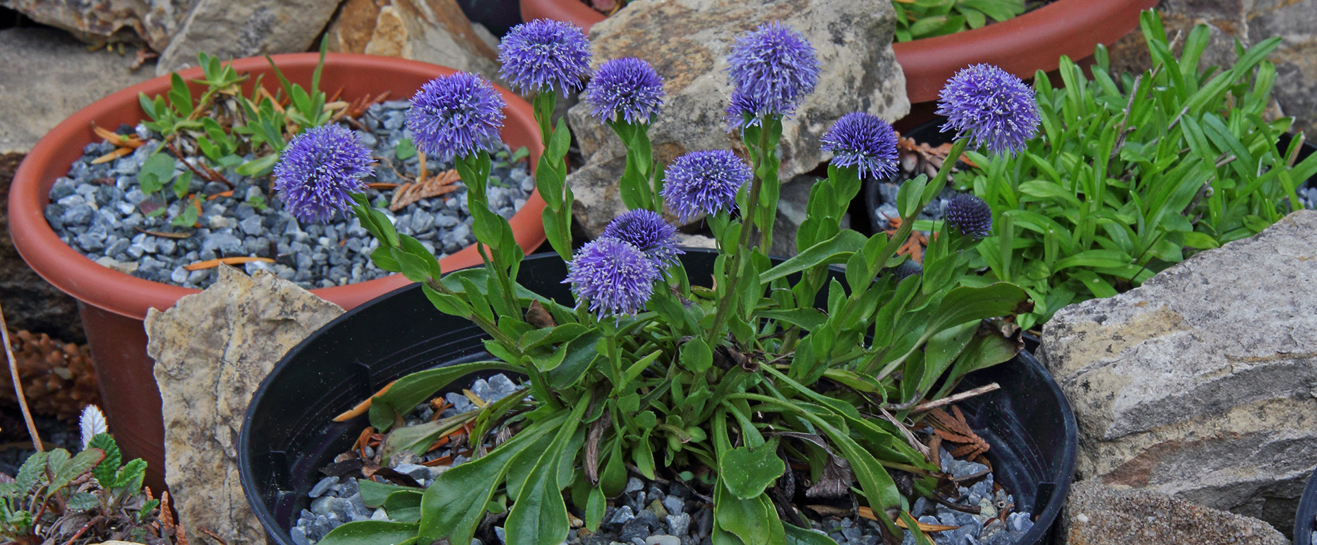 Herzblättrige Kugelblume-Globularia cordifolia in der neuen Variante...