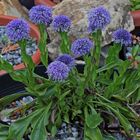 Herzblättrige Kugelblume-Globularia cordifolia in der neuen Variante...