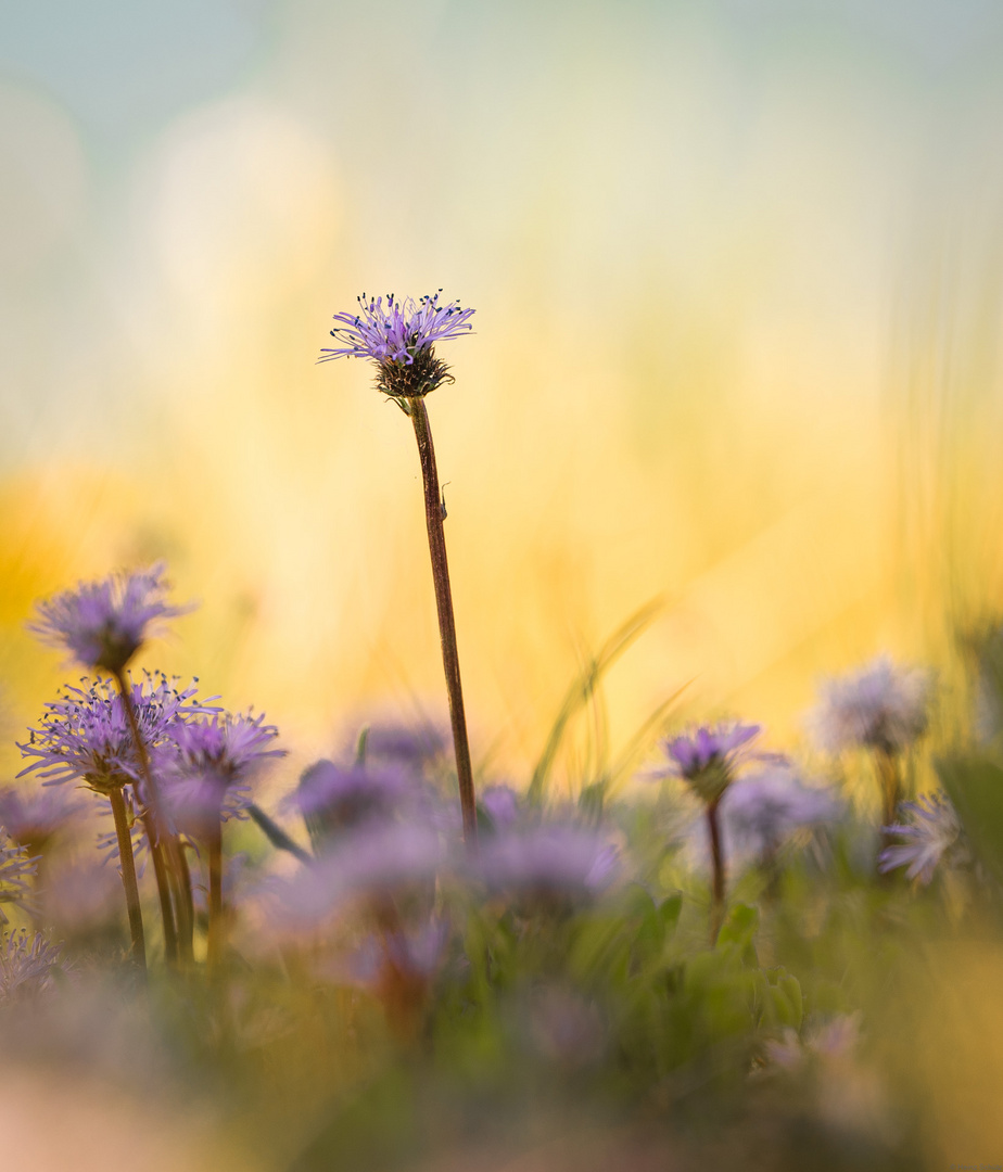 Herzblättrige Kugelblume_2-0443