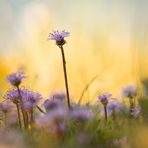 Herzblättrige Kugelblume_2-0443