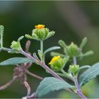 Herzblättrige Sigesbeckie (Siegesbeckia serrata)..