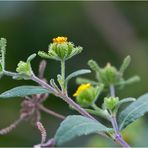 Herzblättrige Sigesbeckie (Siegesbeckia serrata)..