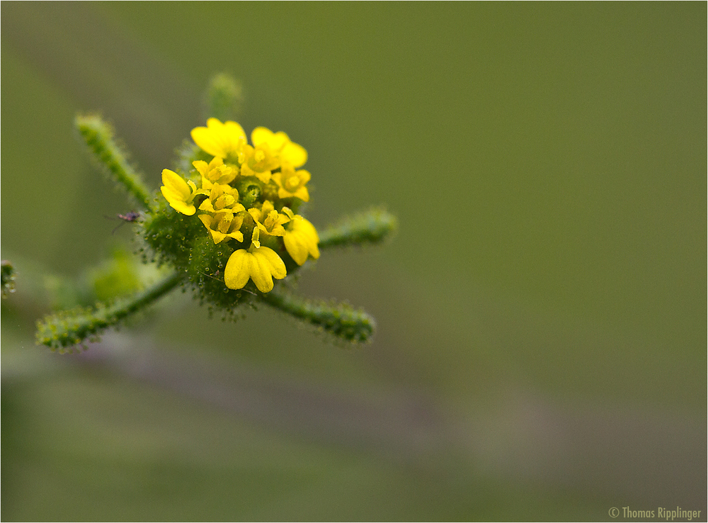 Herzblättrige Sigesbeckie (Siegesbeckia serrata)