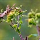 Herzblättrige Sigesbeckie (Siegesbeckia serrata)......