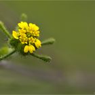 Herzblättrige Sigesbeckie (Siegesbeckia serrata)..