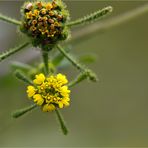 Herzblättrige Sigesbeckie (Siegesbeckia serrata).