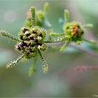 Herzblättrige Sigesbeckie (Siegesbeckia serrata).......