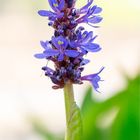 Herzblättriges Hechtkraut (Pontederia cordata)