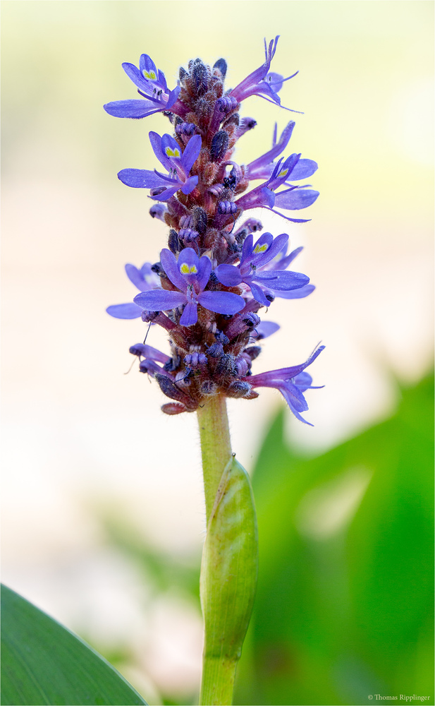 Herzblättriges Hechtkraut (Pontederia cordata)