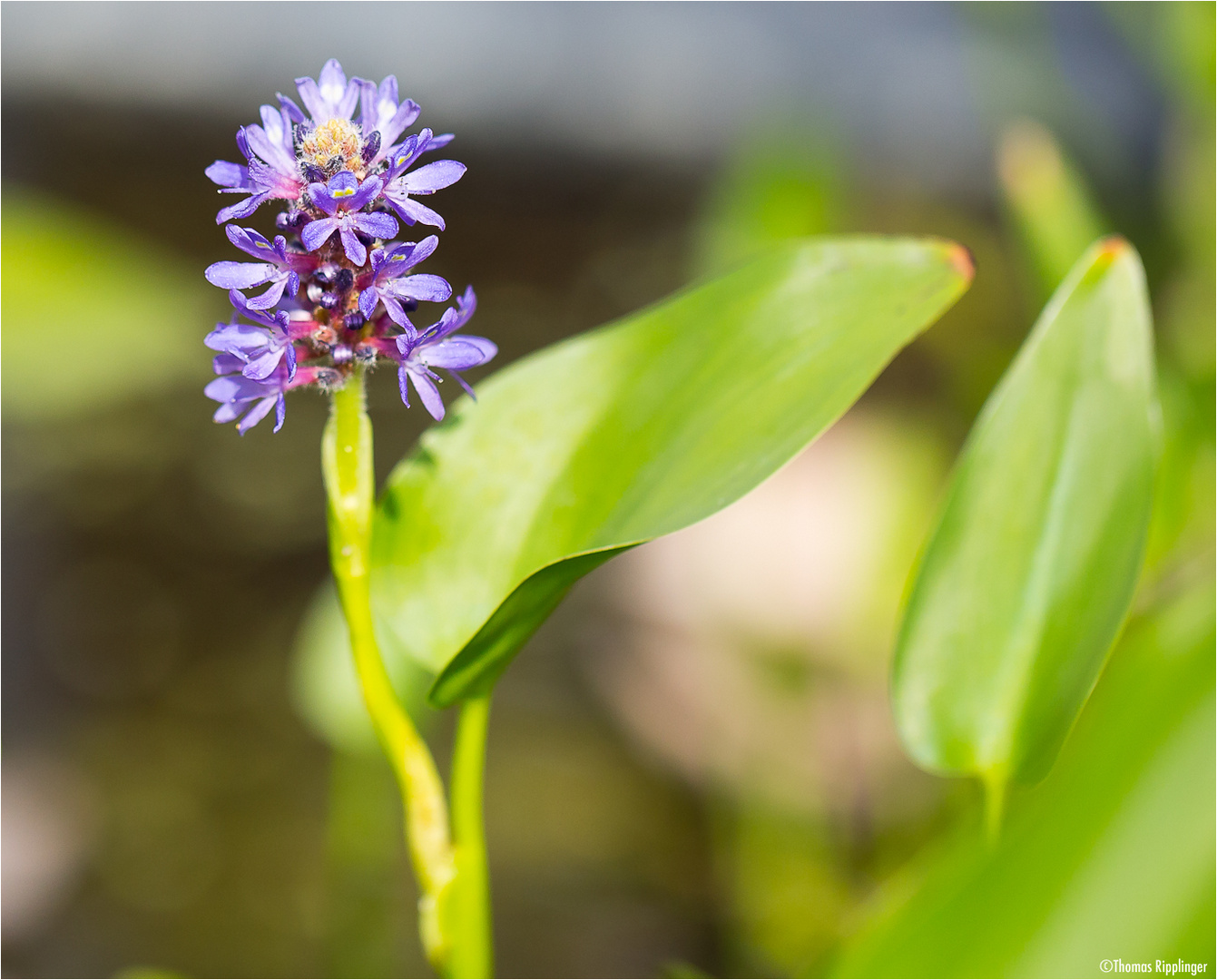 Herzblättriges Hechtkraut (Pontederia cordata).