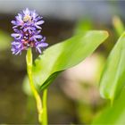 Herzblättriges Hechtkraut (Pontederia cordata).