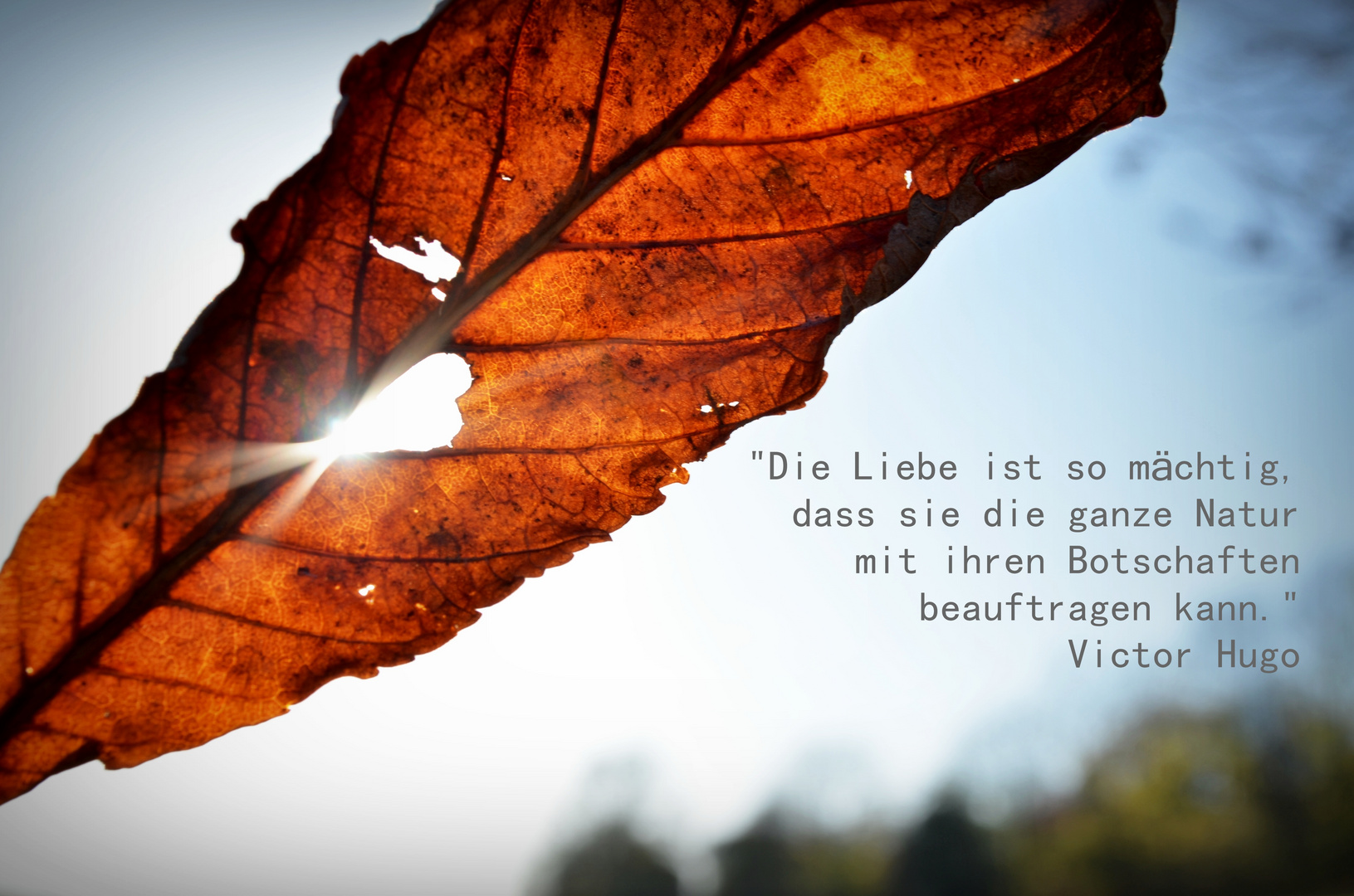 Herzblatt Foto & Bild karten und kalender, herbst, herz Bilder auf