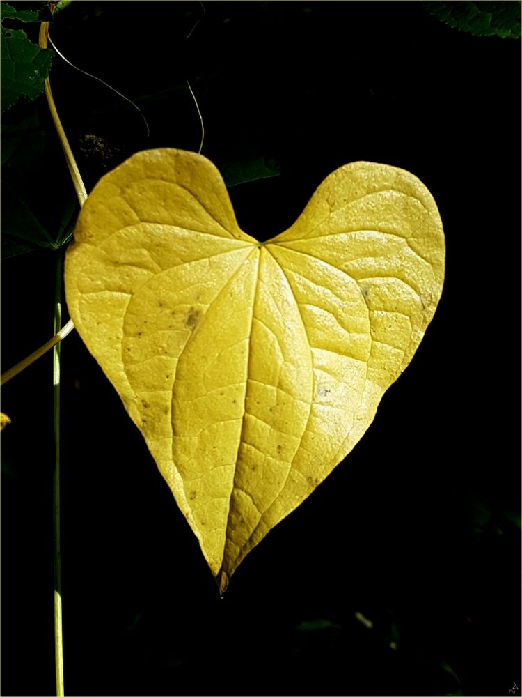 Herzblatt Foto & Bild natur, blumen, pflanzen Bilder auf