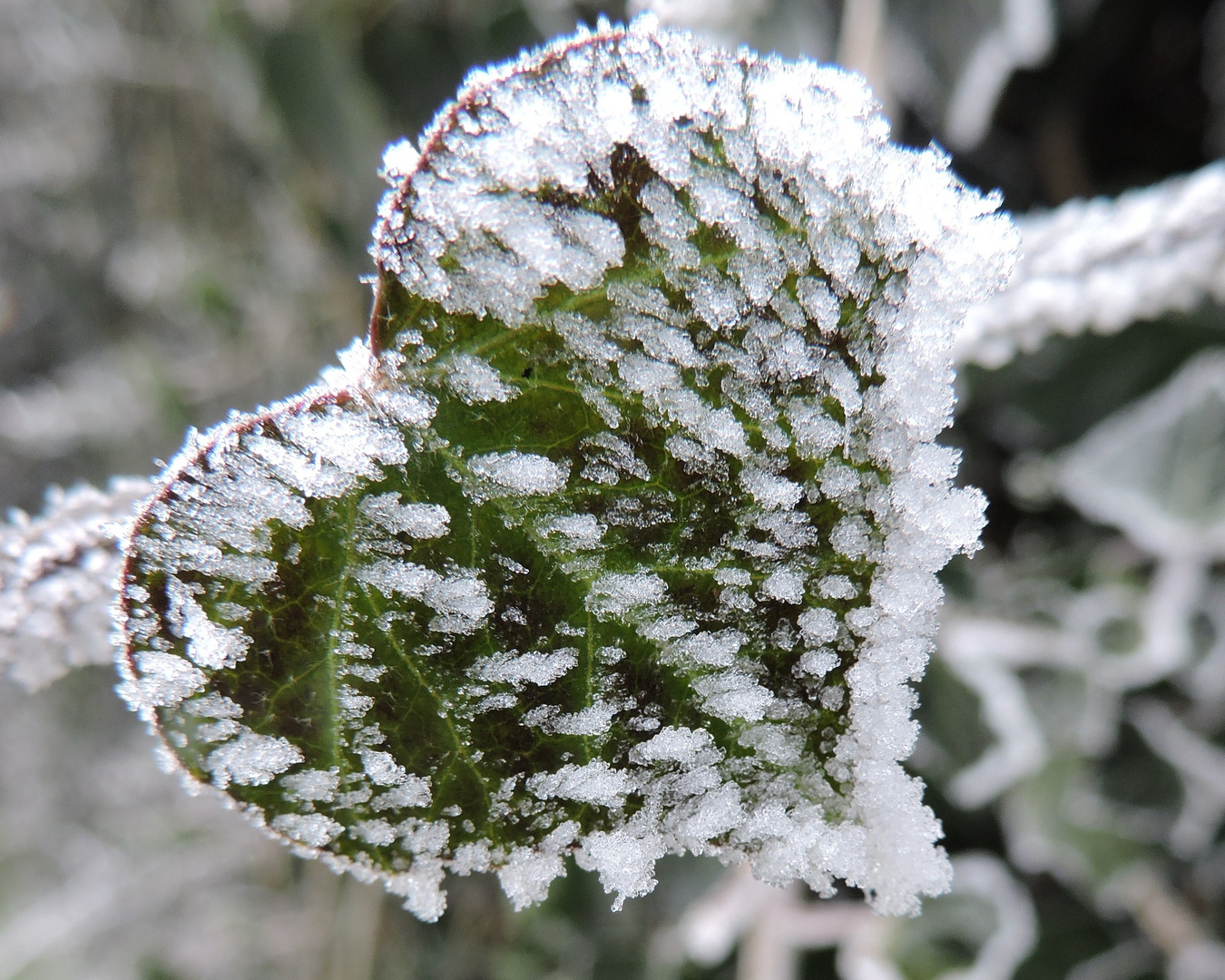 Herzblatt mit Eiskristallen