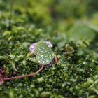 Herzblatt mit Wassertropfen