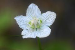 Herzblatt (Parnassia palustris)