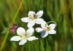 Herzblattblümchen mit Raupe