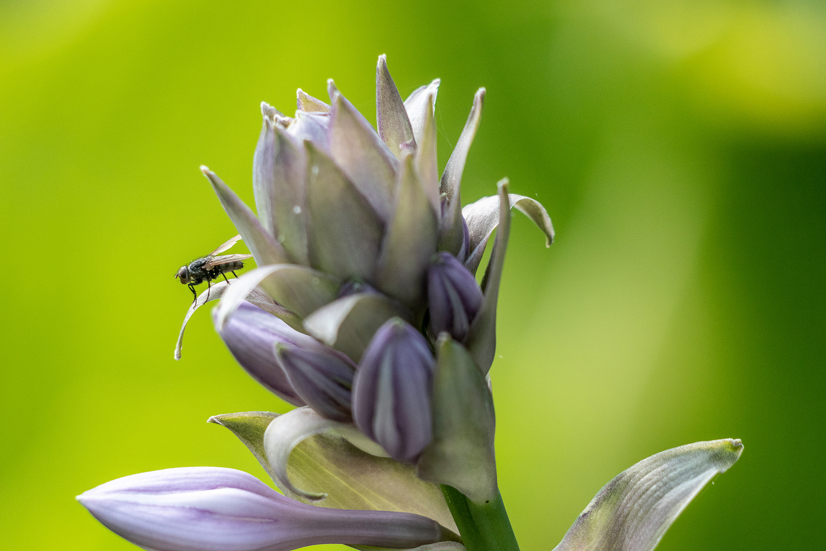 Herzblattlilie mit Besucher