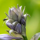 Herzblattlilie mit Besucher