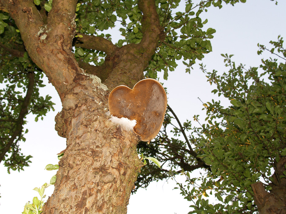 Herz(blatt)pilz