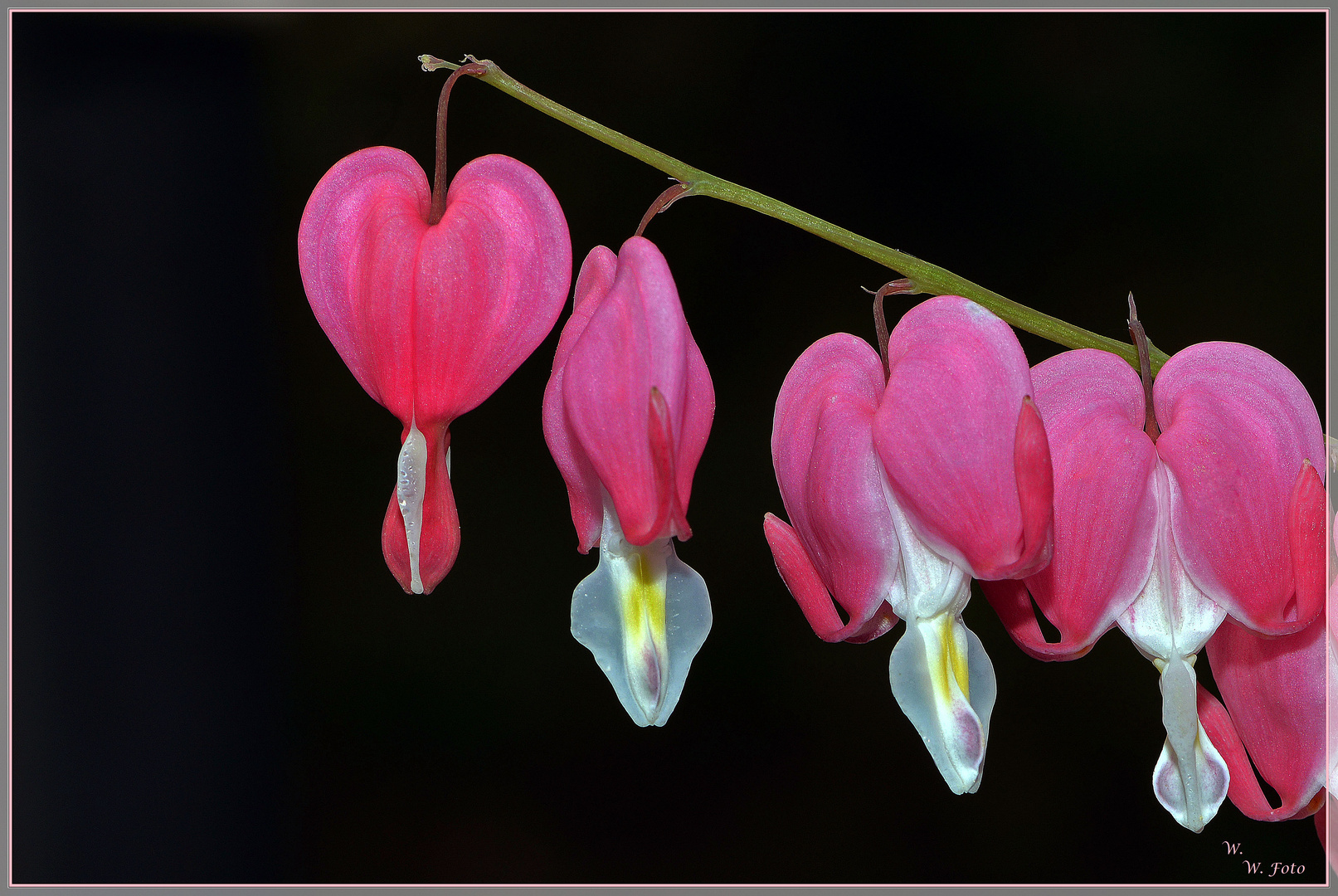 Herzblüte