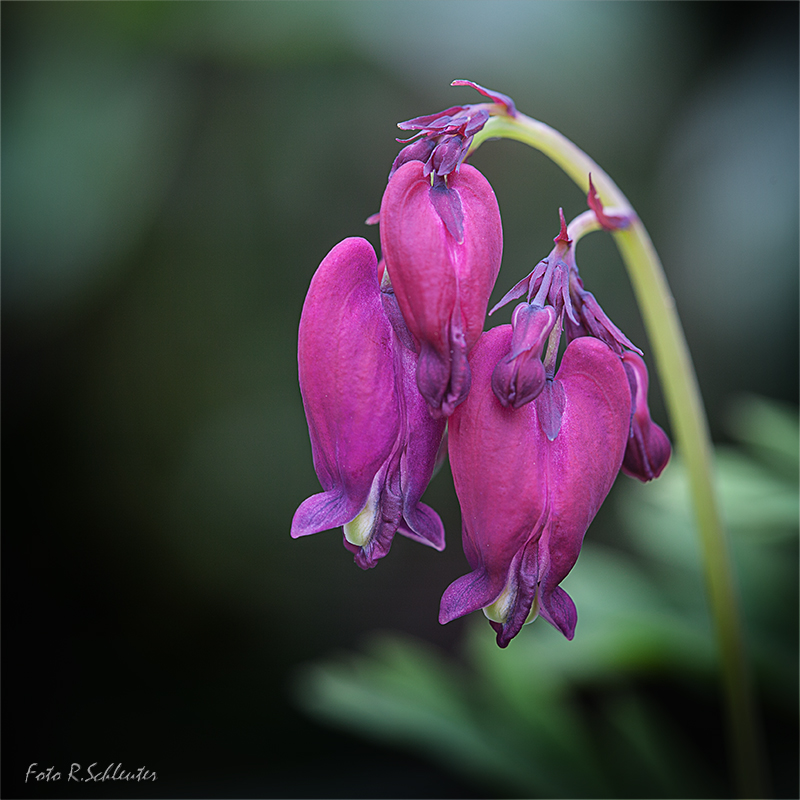 Herzblume (Dicentra formosa 'Bacchanal')