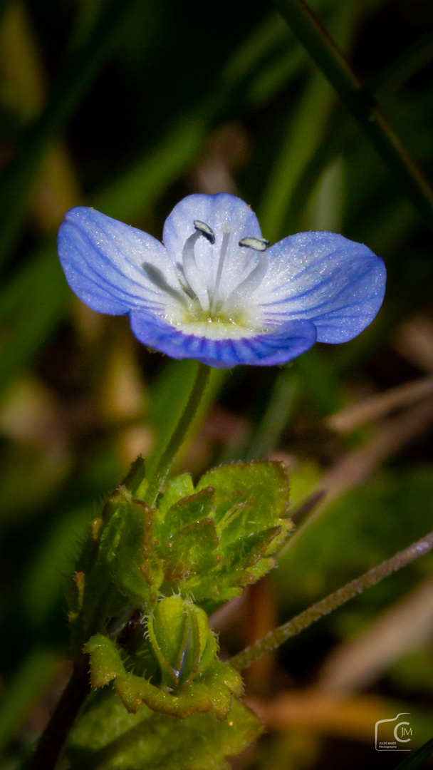 Herzblume