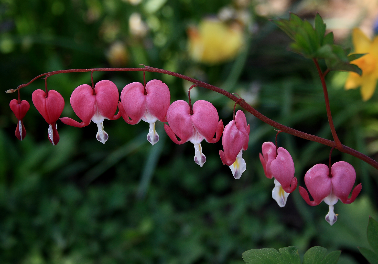 herzblumen