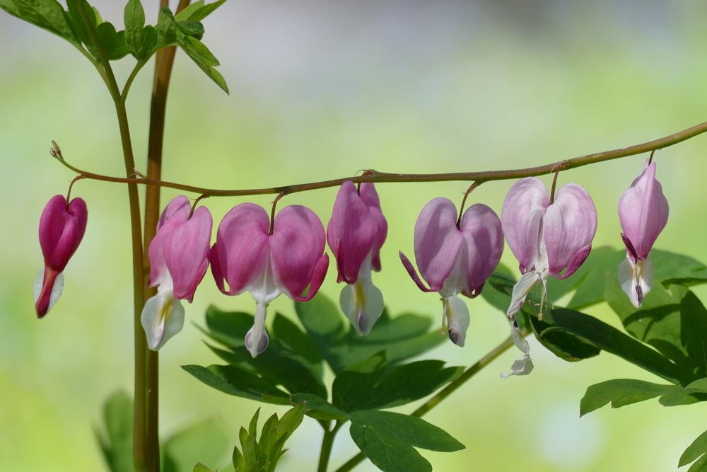 Herzblumen zum Mittwoch