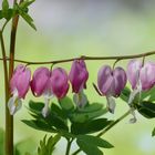 Herzblumen zum Mittwoch