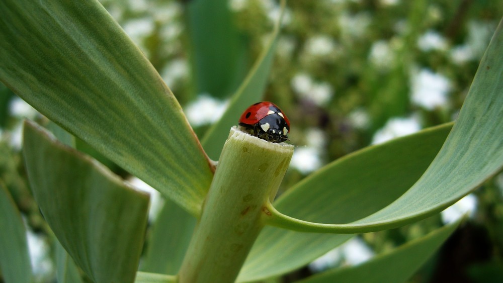 Herzchenaugen