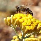 Herzegovinian Immortelle - HELICHRYSUM ITALICUM