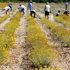 Herzegovinian Immortelle - HELICHRYSUM ITALICUM 2