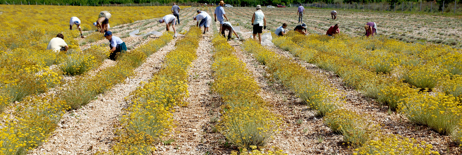 Herzegovinian Immortelle - HELICHRYSUM ITALICUM 2