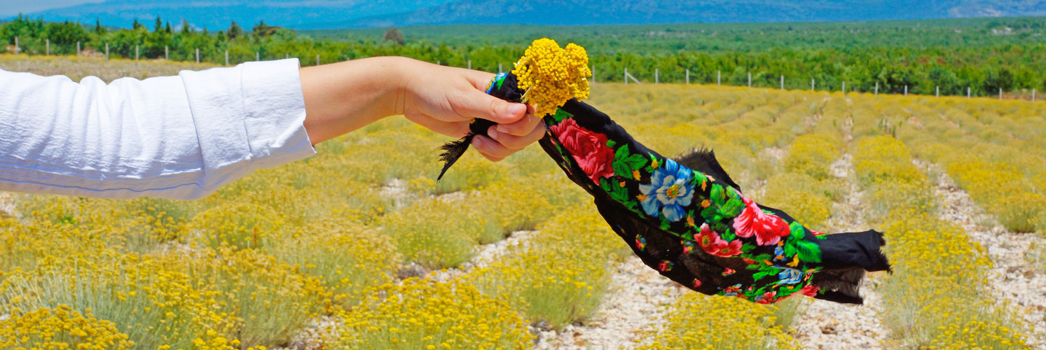 Herzegovinian Immortelle - HELICHRYSUM ITALICUM 4