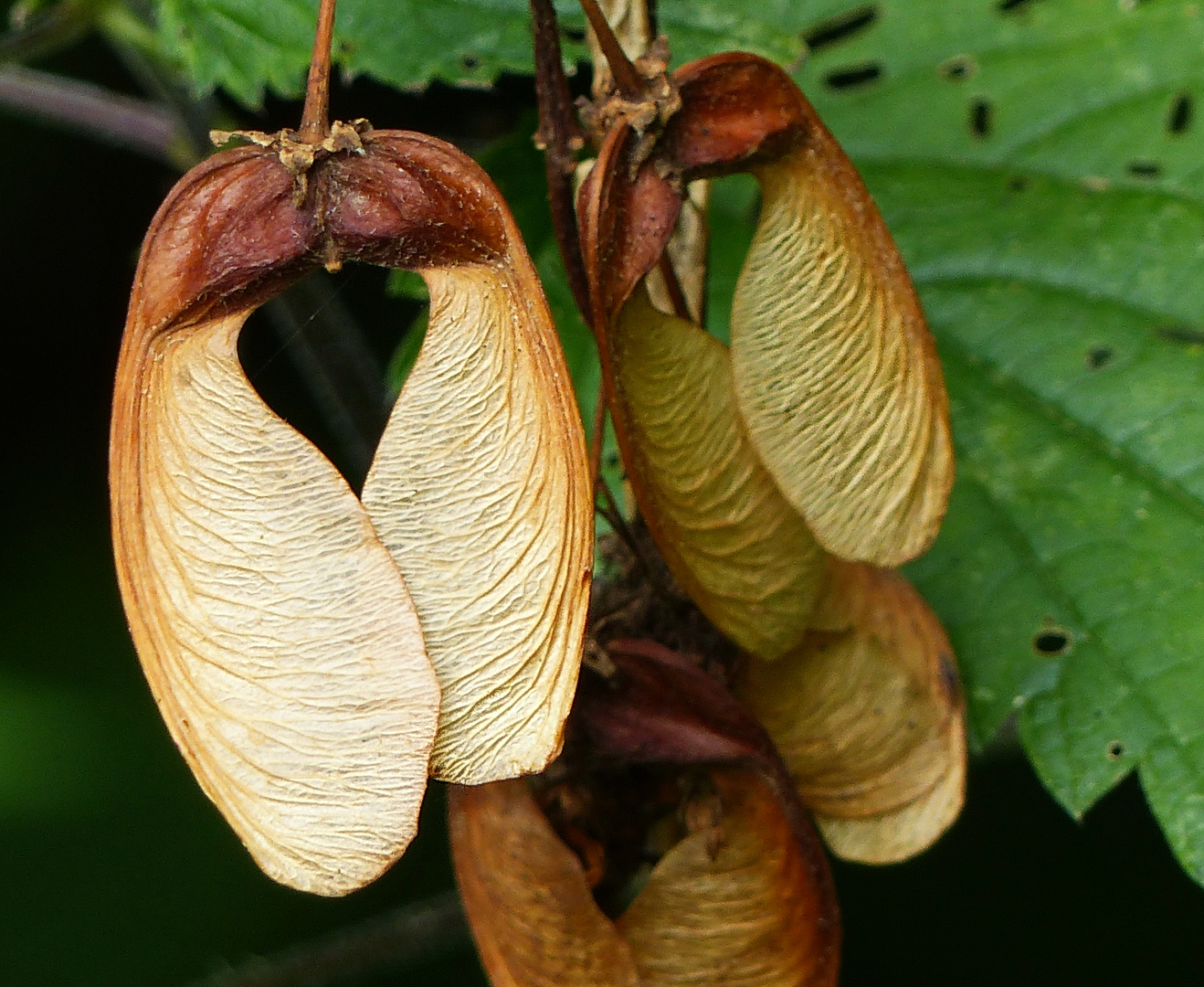 Herzen findet man auch in der Natur