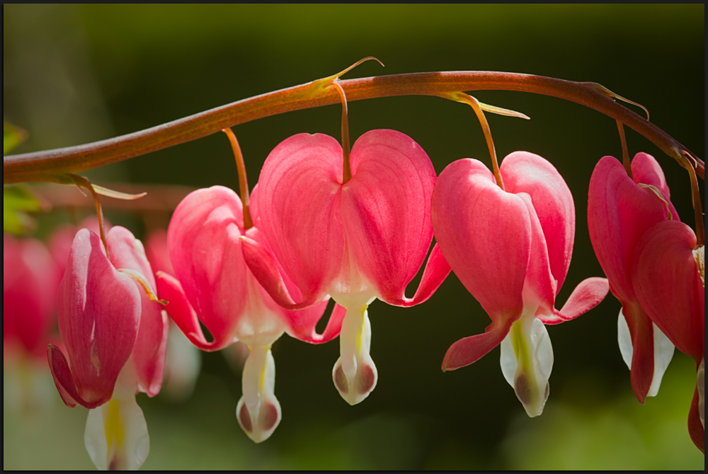 Herzen im Garten