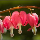 Herzen im Garten