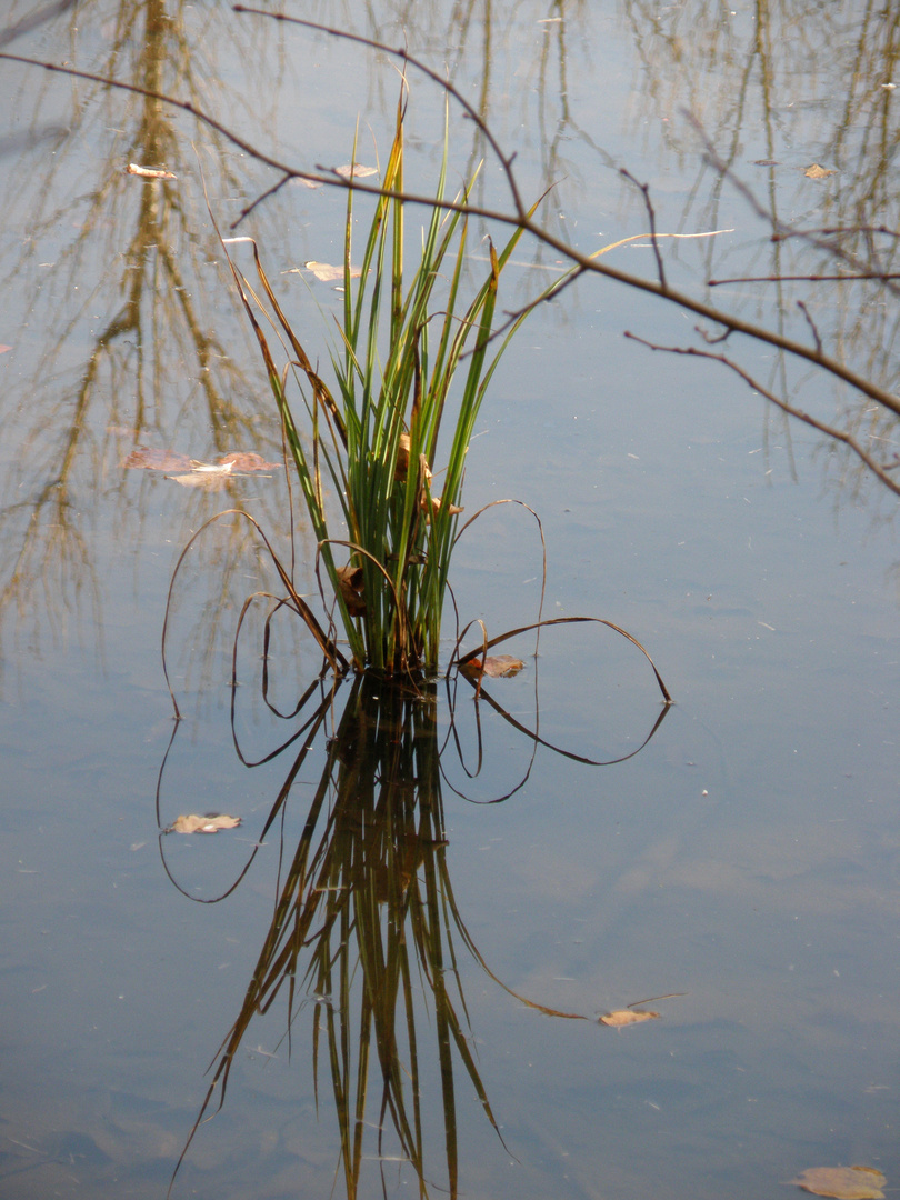 Herzen im Schilf